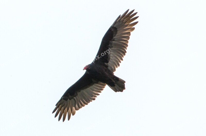 Bird Flight Feathers Wildlife Turkey Buzzard