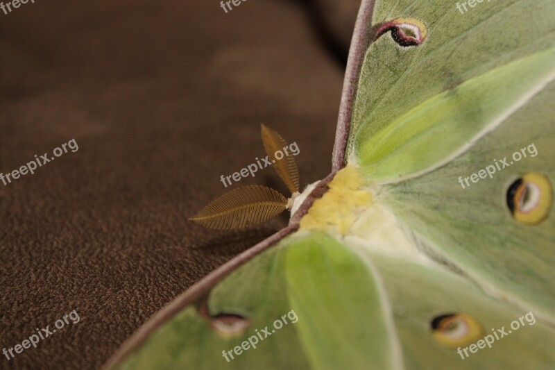 Moth Luna Luna Moth Butterfly Green