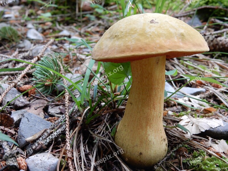 Mushroom Forest Autumn Nature Mushrooms