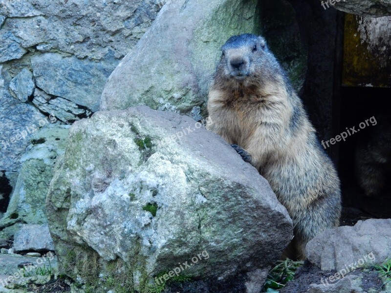 Marmot Groundhog Posing Cheese Animal