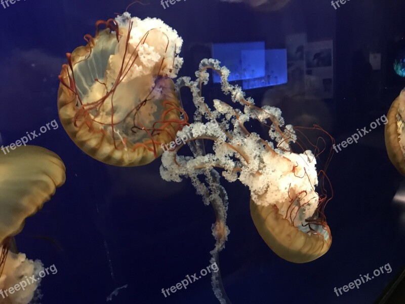 Chattanooga Tennessee Aquarium Jelly Fish Free Photos