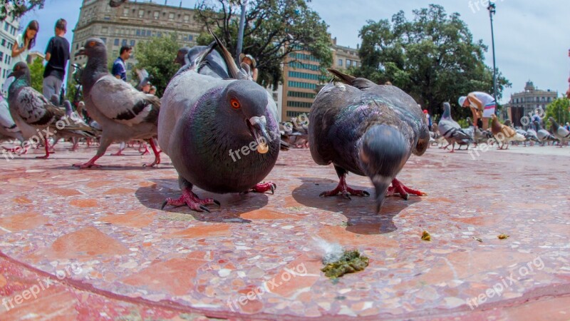 Pigeons Eating Plaza Birds Feeding