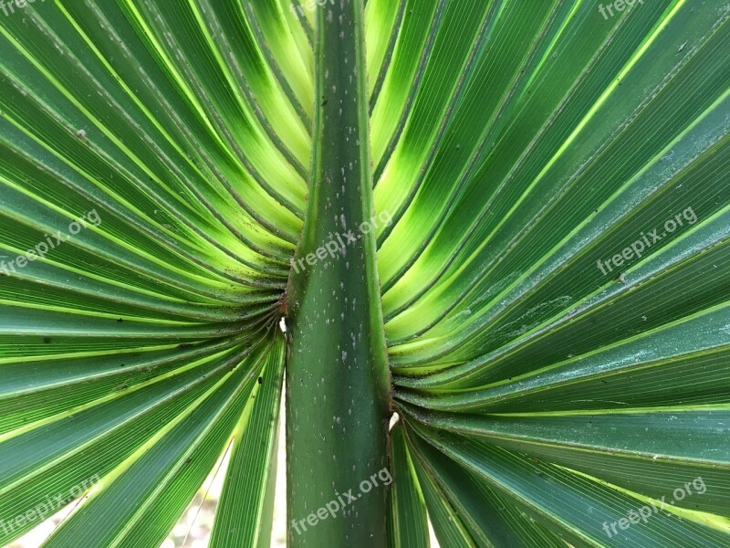 James Sun Palm Fronds Green Summer Feeling