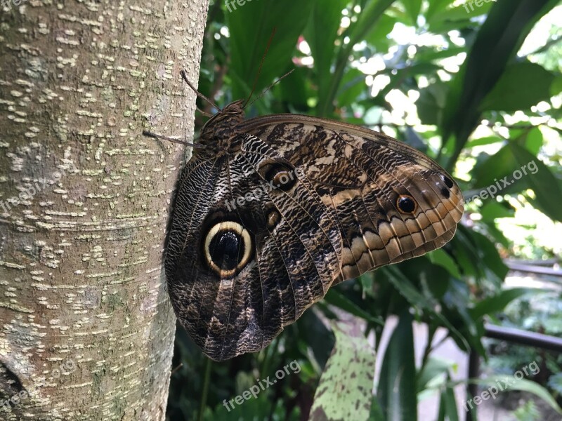 Butterfly Nature Insect Wing Tender