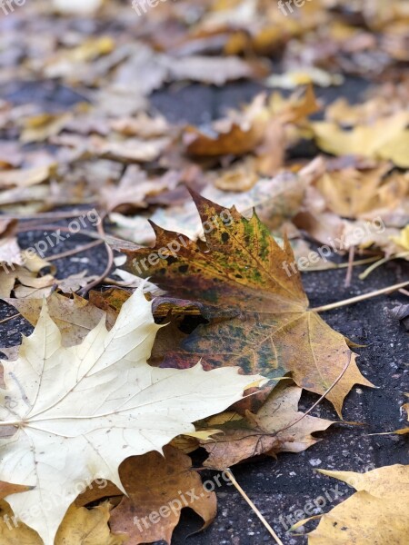 Fall Leaves Tarmac Autumn Free Photos