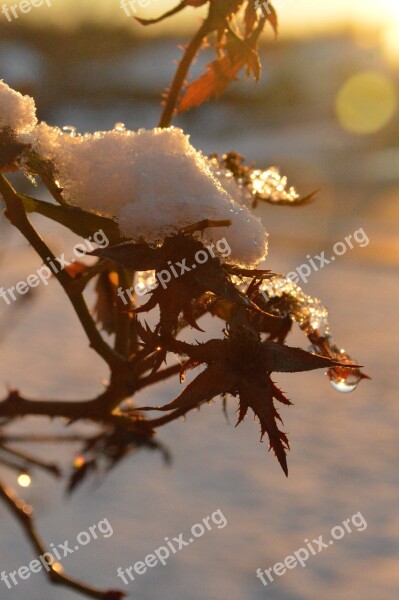 Snow Winter Droplets Cold Wintry