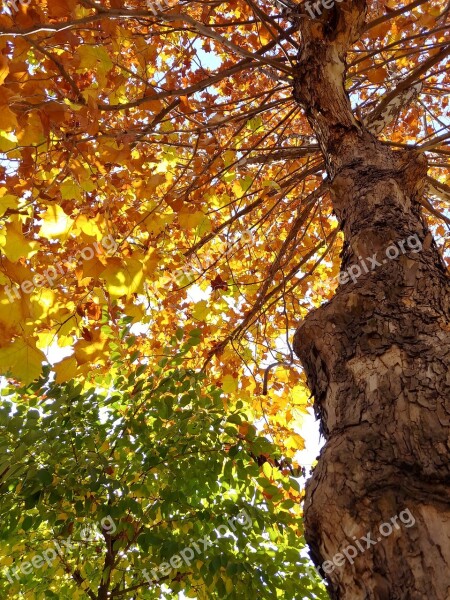 In Autumn Leaves Wood Autumn Autumn Leaves