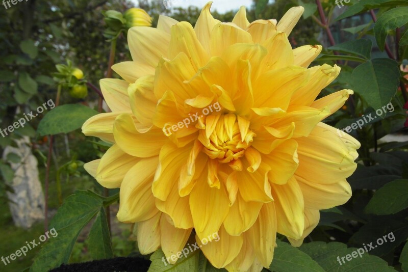 Dalia Yellow Garden Flower Flora