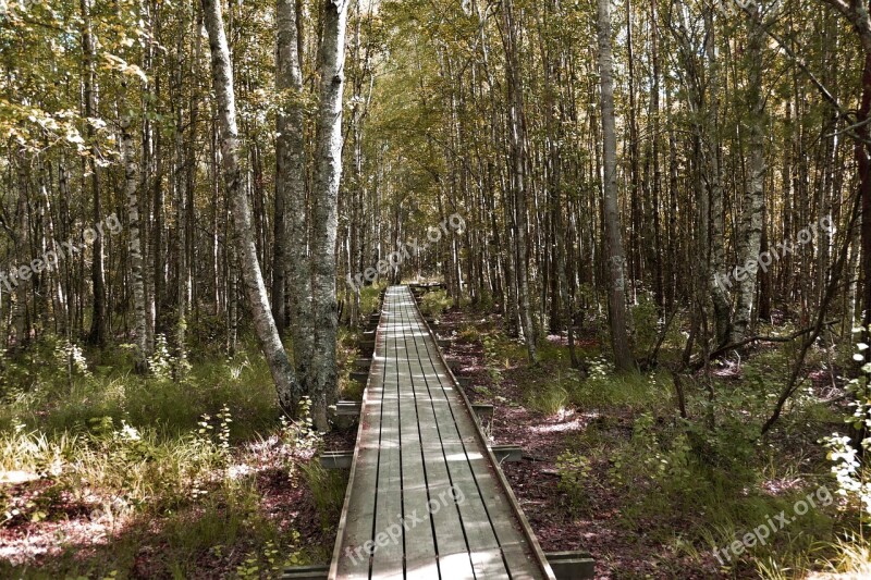 Away Bridge Boardwalk Nature Landscape