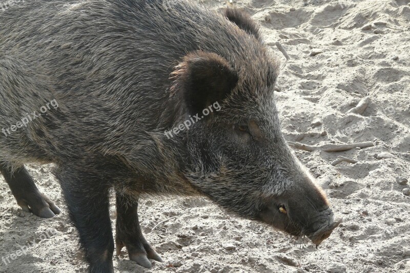 Hog Zoo Animal World Free Photos