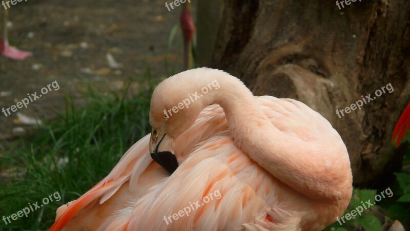 Flamingo Zoo Animal World Free Photos