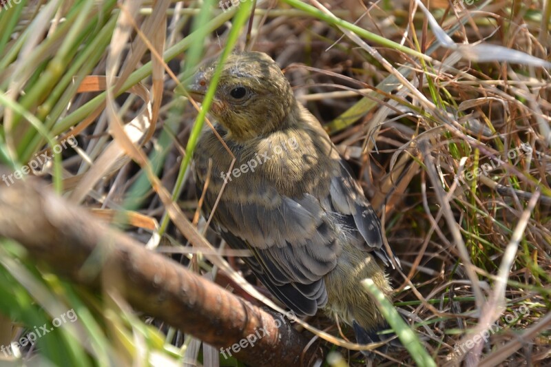 Bird Branching Close Up Free Photos