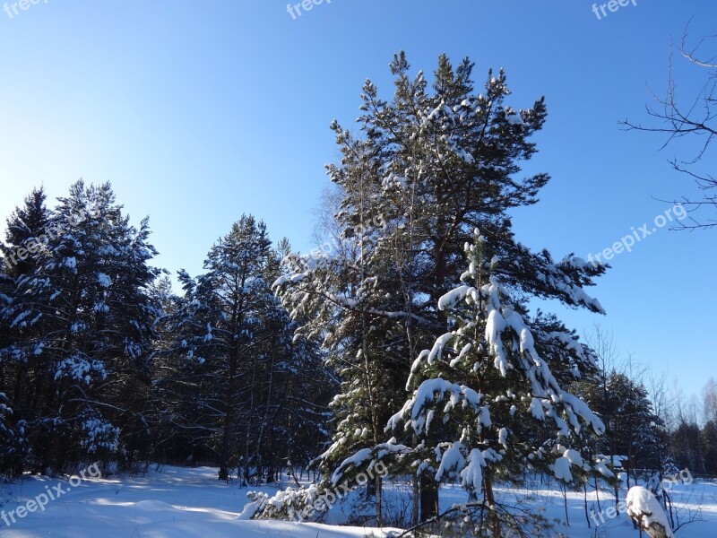 Trees Winter Snow Cold Landscape