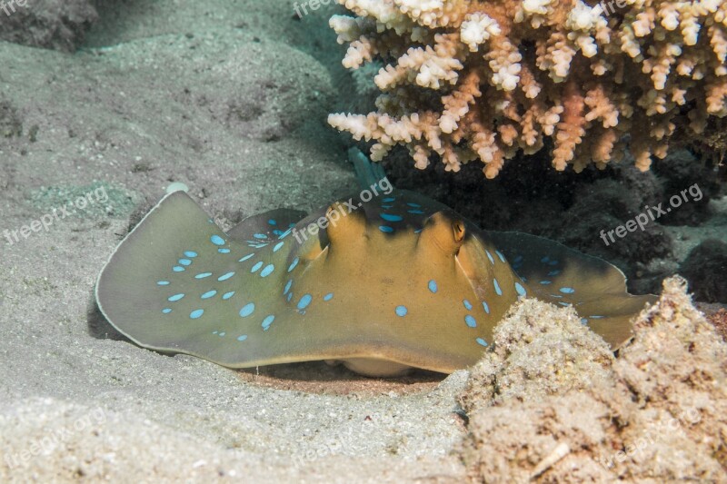 Blue Spotted Stingrays Rays Coral Egypt Underwater