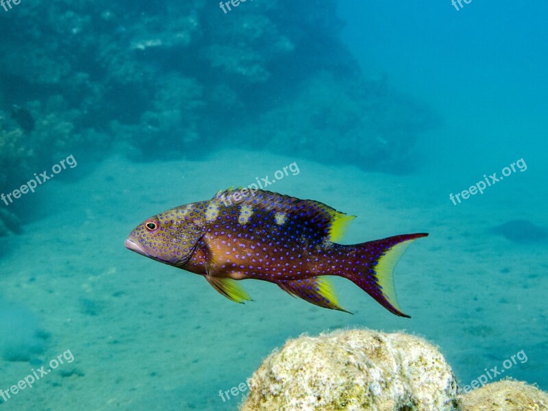 Fish Perch Water Underwater Sea