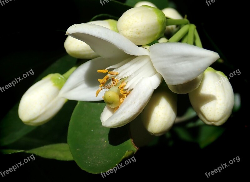 Flower Grapefruit Blossom Tree Garden