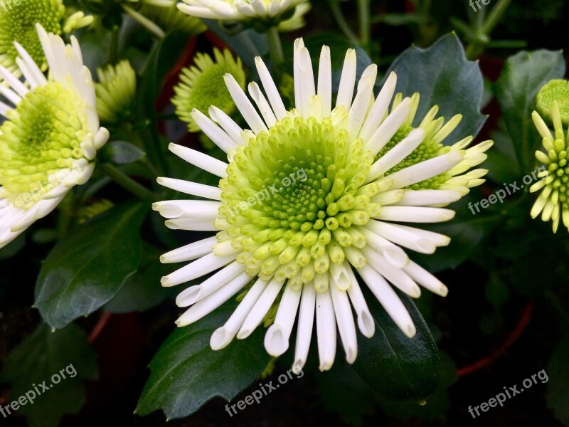 Flower Tender Nature White Light Green