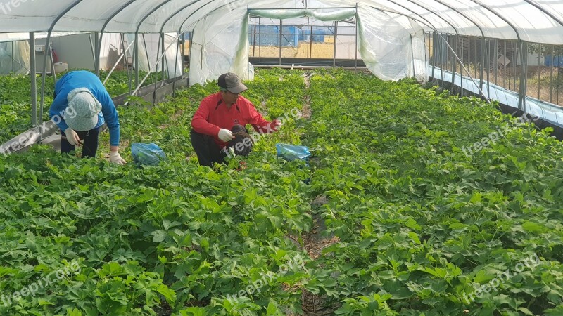 Windproof Herbs Vegetables Work Leaf