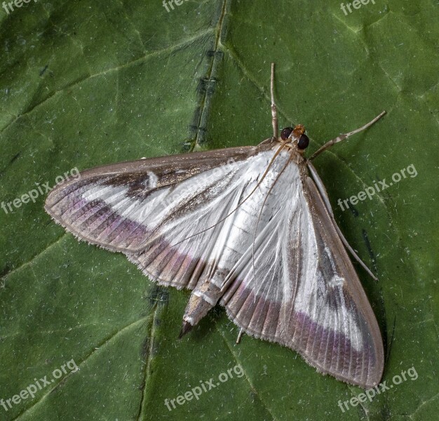 Box Tree Moth Insect Macro Moth Lepidoptera