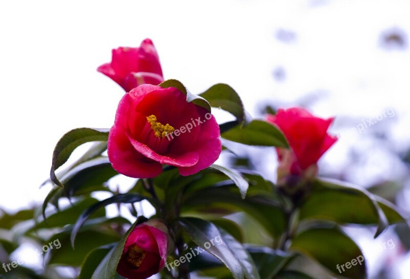 Camellia Flower Flowers Petal Free Photos