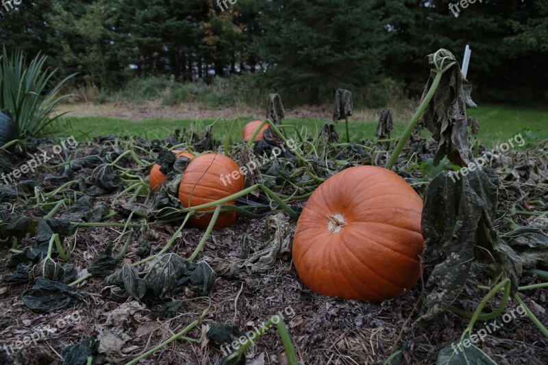 Pumpkin Patch Autumn Fall Orange