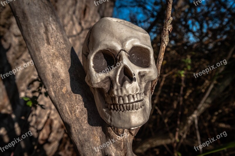 Skull And Crossbones Tree Skull Tooth Mystical