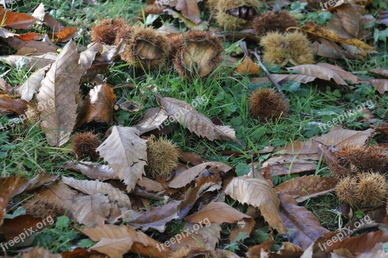 Chestnuts Fall Dry Fruit Food Season