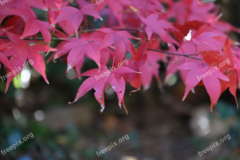 Acer Fall Leaves Maple Red