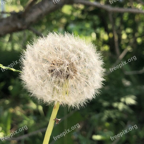 Pooh Dandelion Nature Spring Flower