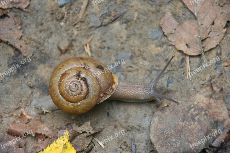 Snail Shell Gastropod Land Snail Animal