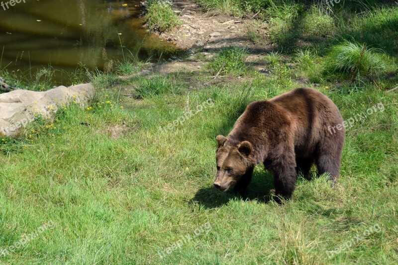 Brown Bear Animal Park Bear Free Photos