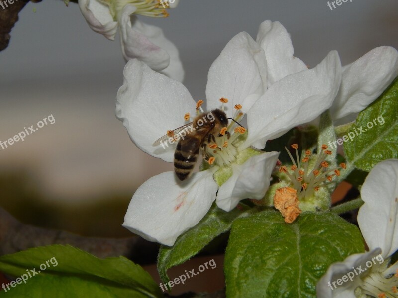 Bee On Flower Nature Flora Free Photos