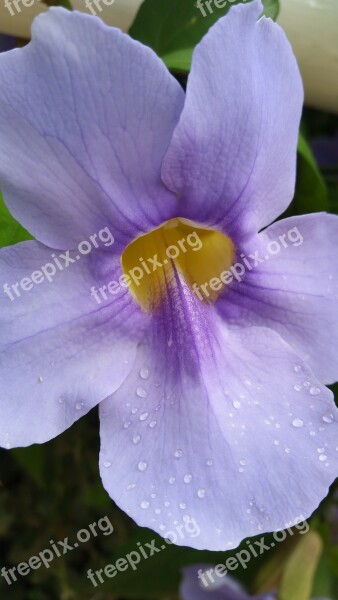 Flower Light Purple Lavender Bloom Purple