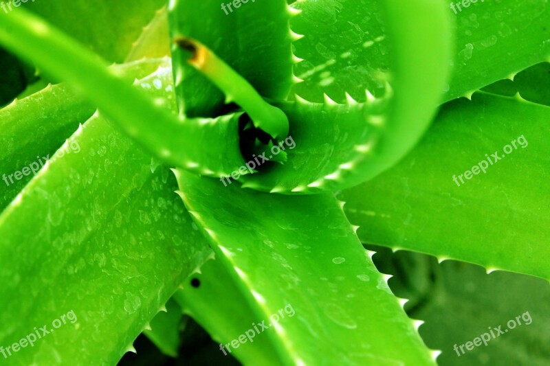 Green Aloe Vera Nature Organic Flora