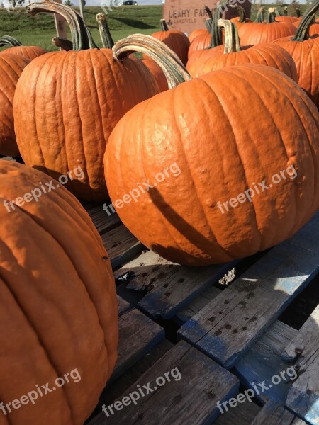 Pumpkin Pumpkin Patch Farm Free Photos