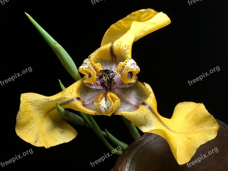 Wild Flower Yellow Flower Plant Flora