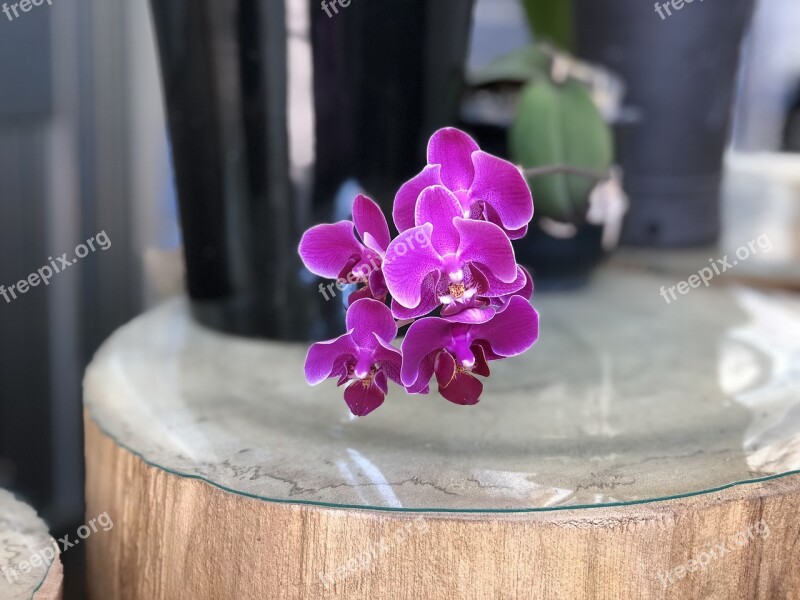 Purple Orchid Beautiful Port Plant Close-up