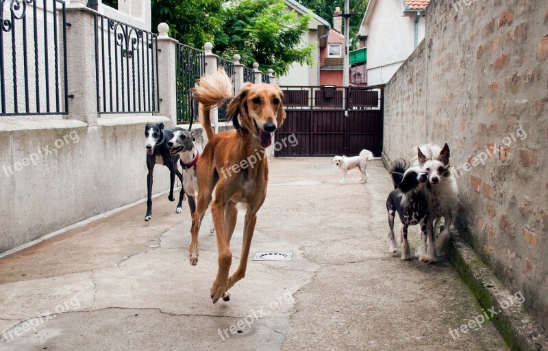 Hounds Playing Sighthounds Galgo Greyhound Saluki