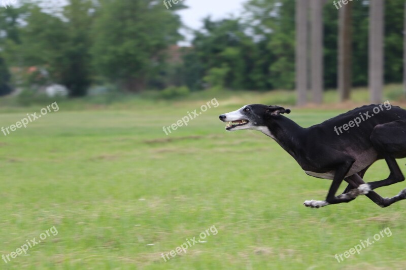 Galgo Spanish Galgo Spanish Greyhound Lure Coursing Dog Running