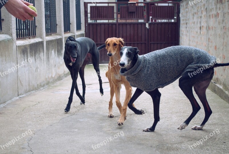 Dogs Playing Spanish Galgo Galgo Espanol Saluki Persian Greyhound