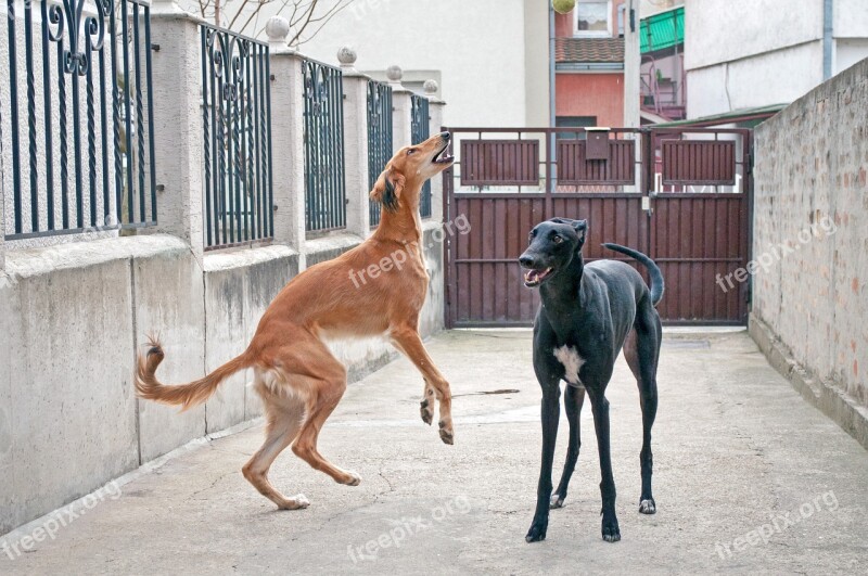 Dogs Playing Saluki Persian Greyhound Greyhound Pet