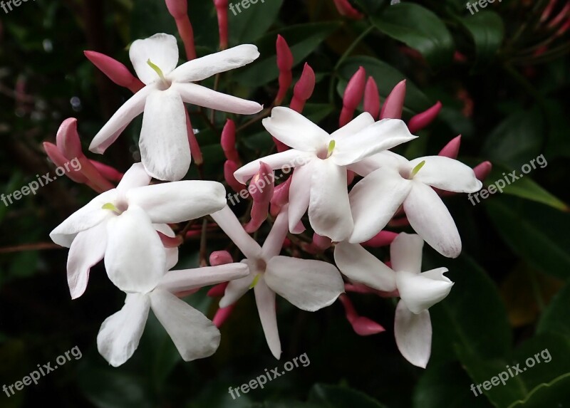 Flower Jasmine Perfume Garden Nature