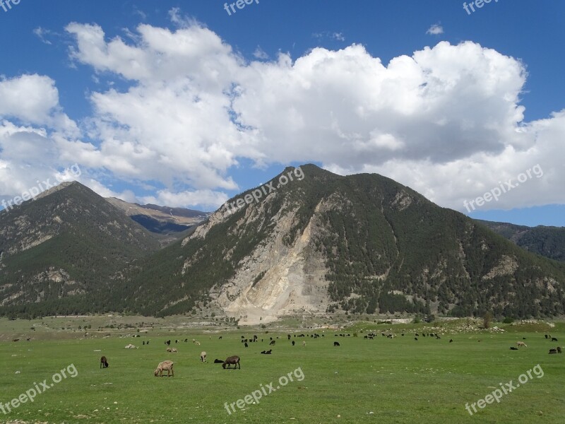 Mountains Alpine Meadow Pasture Herd Sheep