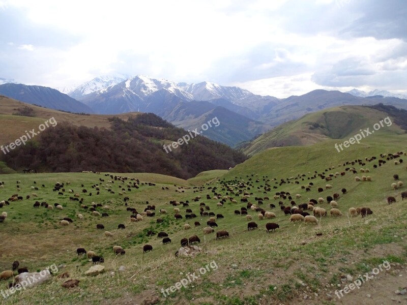 Mountains Alpine Meadow Pasture Herd Sheep