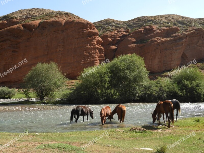 Mountains Alpine Meadow Pasture Herd Horses