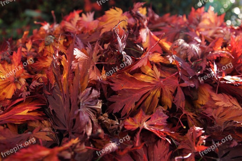 Nature Boxer Shorts Fall Foliage Leaf Piles Red