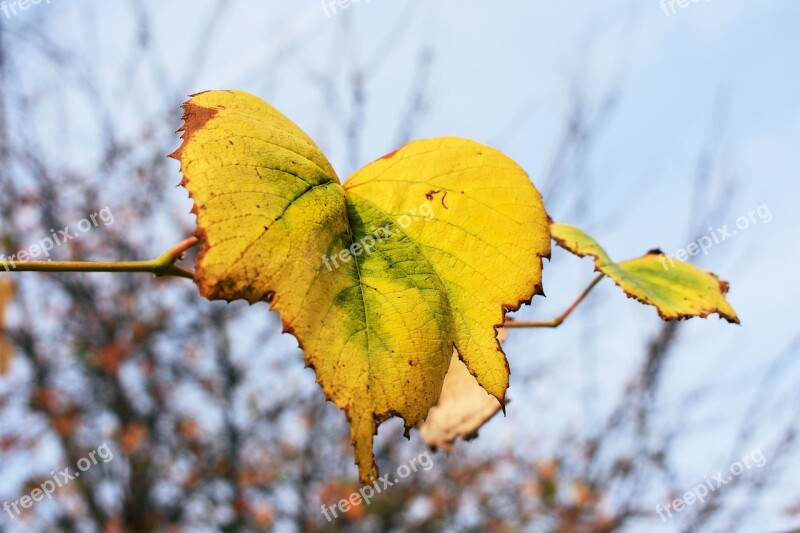 Autumn Leaf Yellow Nature Dying