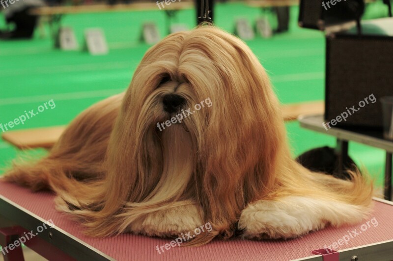 Dogshow Lhasa Apso Dog Pet Remote Access