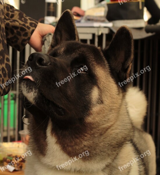 American Akita Dogshow Large Portrait Dog