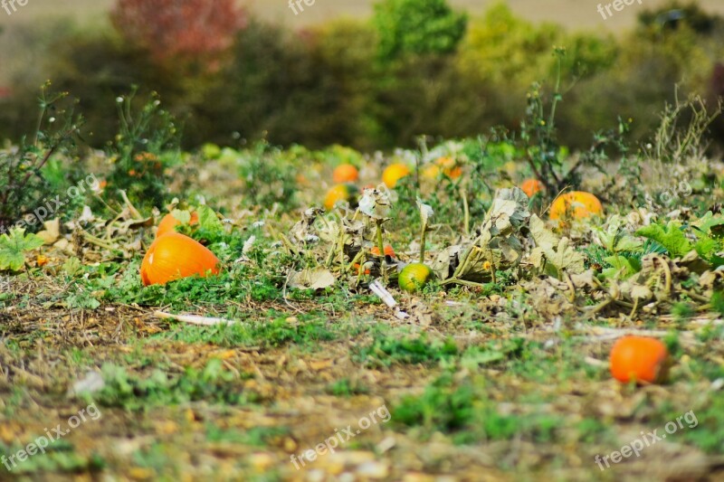 Halloween Harvest Agriculture Autumn Beautiful